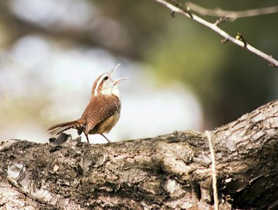 CRW_1900wren.jpg