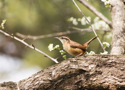 CRW_1904wren3.jpg