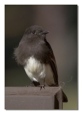 Black Phoebe