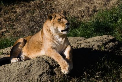 Lioness, Oakland Zoo