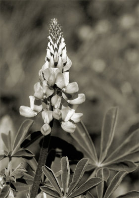 Lupine Toned 1