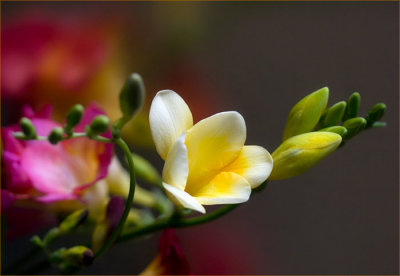 Spring Display, Late Afternoon