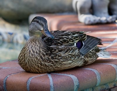 A Break from Nesting