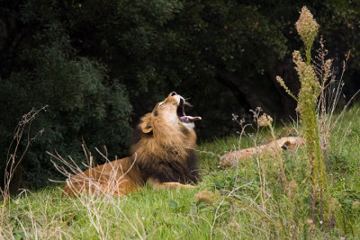 Lion, Oakland Zoo