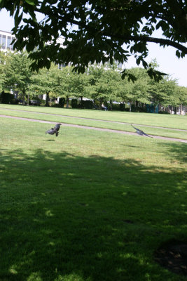 IMG_6803V.jpg