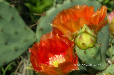 Red Prickly Pear Cactus
