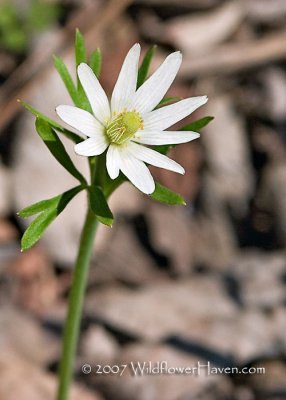 Ten Petal Anenome