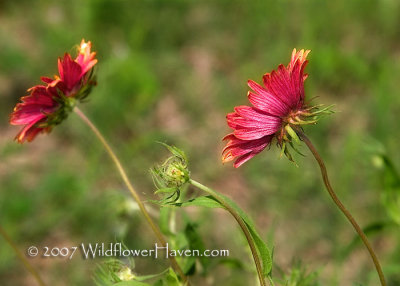 Firewheels Blowing in the Wind