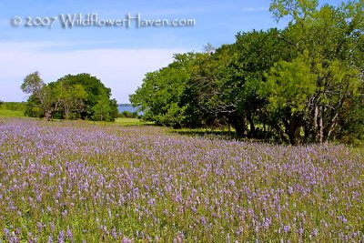 Field of Wild Hyacinth