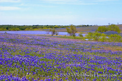 Flowing Bluebonnets