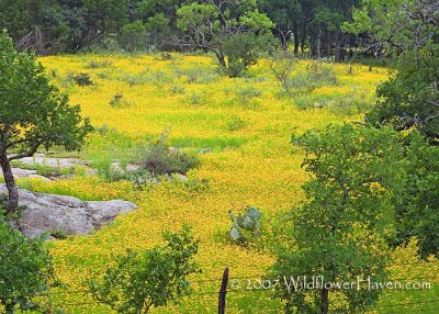 Flood of Yellow