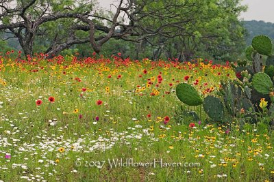 Watercolors of Wildflowers