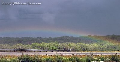 Rainbow Wildflowers