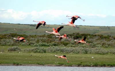 Flamencos en Patagonia