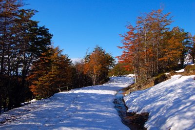 Sendero de Chile en otoo, Punta Arenas, Chile