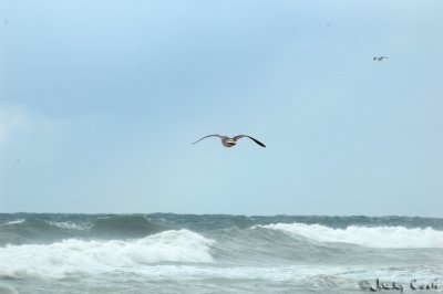 Seagulls over rough sea