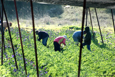 Field workers