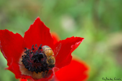 Collecting anemone's nectar for the future honey jar.