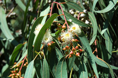 The blossom of the eucalyptus tree.