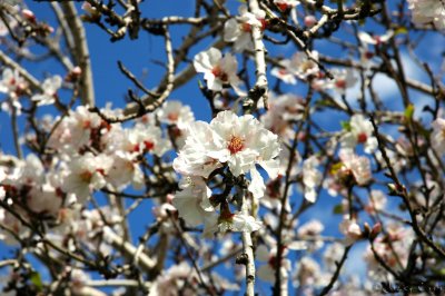 Almond tree in blossom.