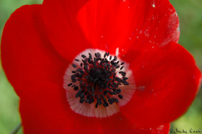 g6/62/178662/3/74666774.AmnHhixE.jpg