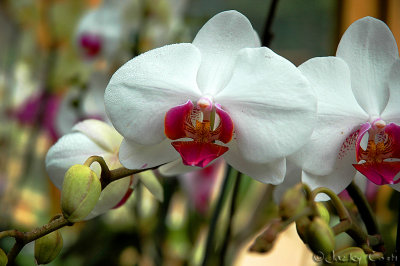 Orchids