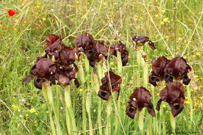 Irises and more.