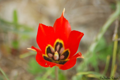 Wild Tulip