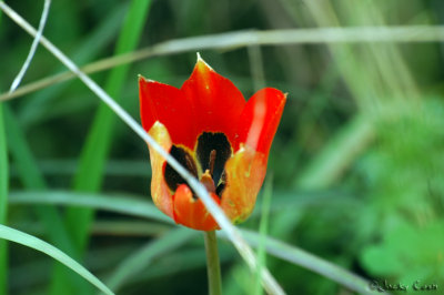 Wild Tulip