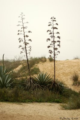 Desert Agave