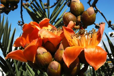 Flower of Bombax ceiba tree