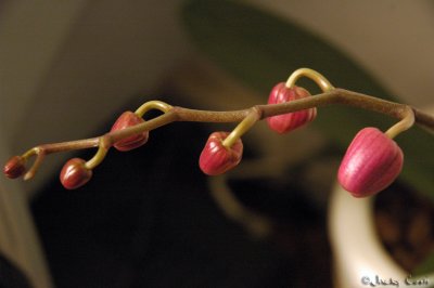 Orchid Bud