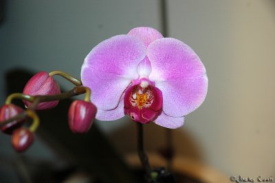 Orchid in full blossom