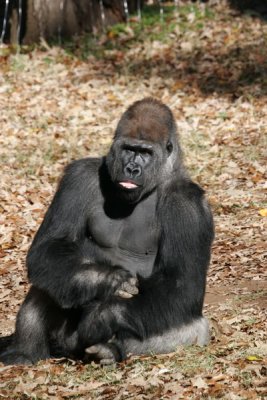 gorilla tongue.jpg