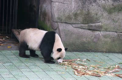 Panda-In-Focus.jpg