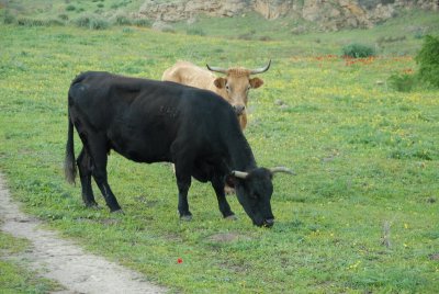 DSC_0491.JPG