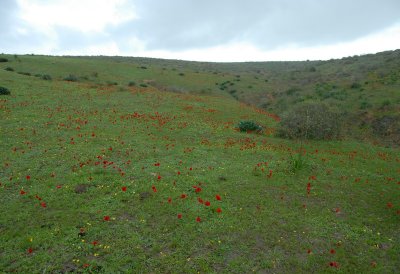 DSC_0520.JPG