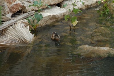 DSC_0481.JPG