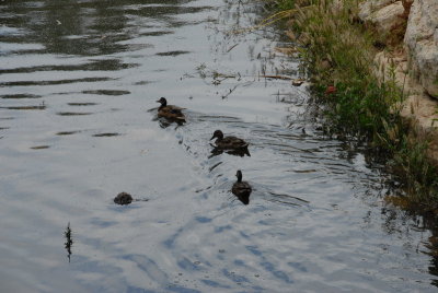 DSC_0483.JPG