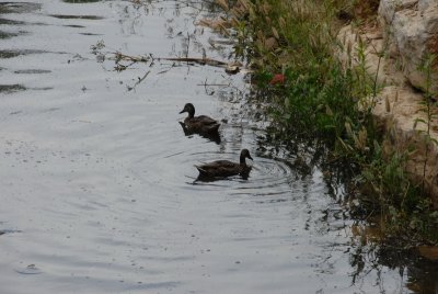 DSC_0485.JPG