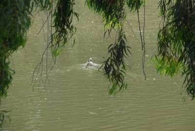 DSC_0493.JPG