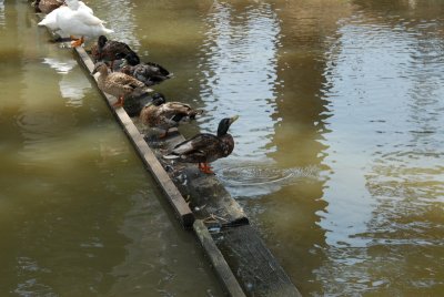 DSC_0495.JPG