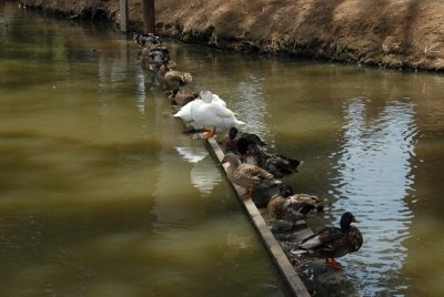 DSC_0496.JPG