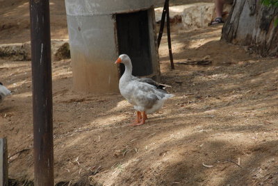 DSC_0497.JPG