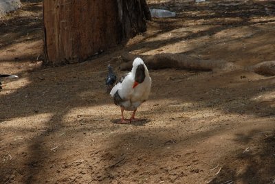 DSC_0498.JPG
