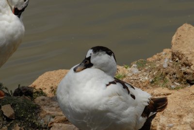 DSC_0509.JPG