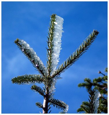 Icy Pine Tree