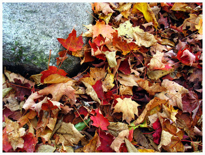 Fallen Leaves on the Wilderness Trail