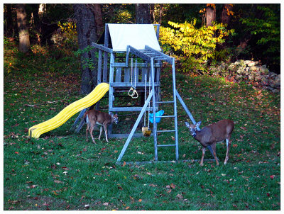 Deer in our Yard