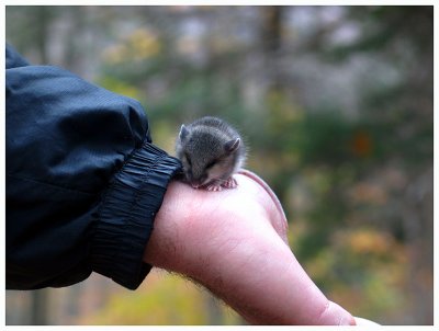 Mouse